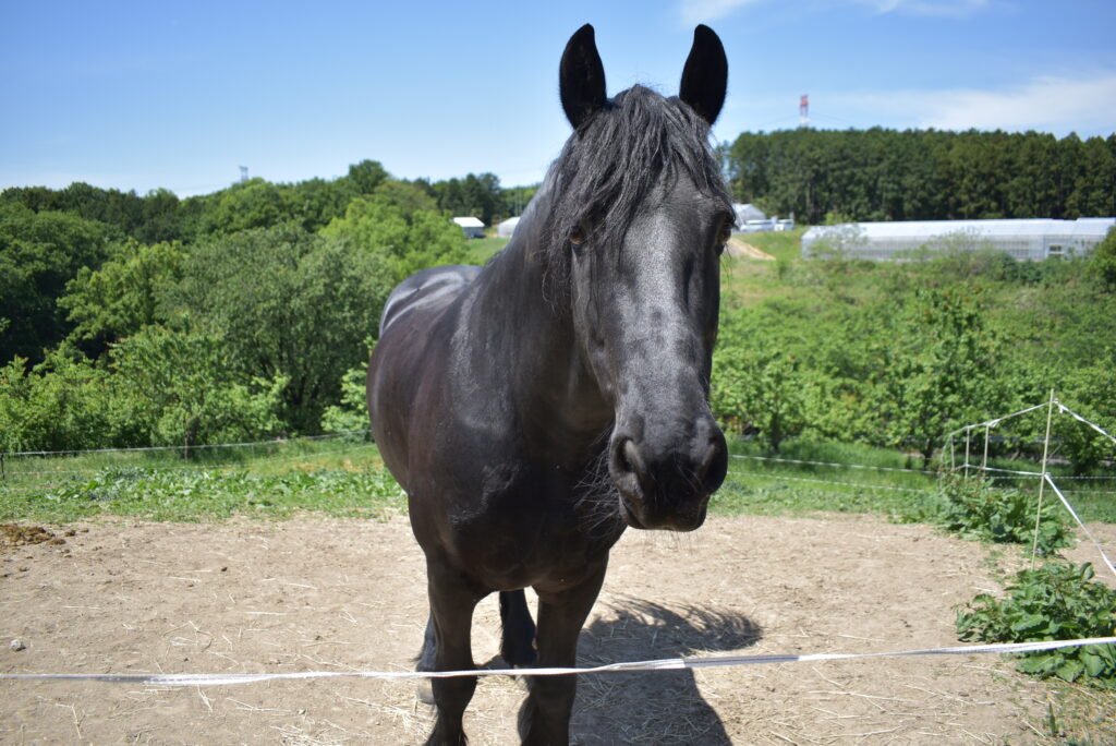 埼玉県比企郡滑川町 比企の丘キッズガルデン で馬にふれあう おいでなせえ小川町